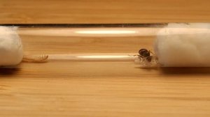 черные садовые муравьи! поймала матку!!!