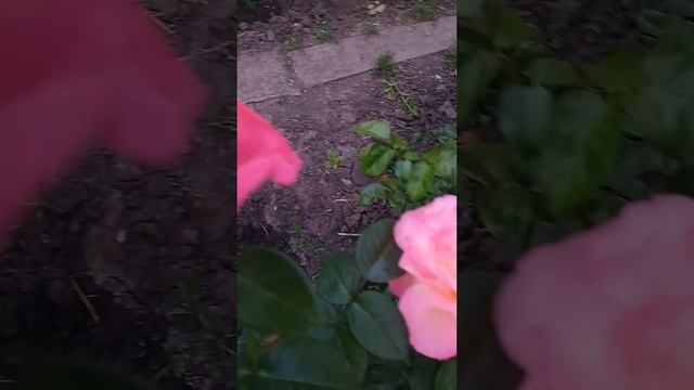 Роза Чикаго Пис.ч/г ,09.06.23г смотреть онлайн