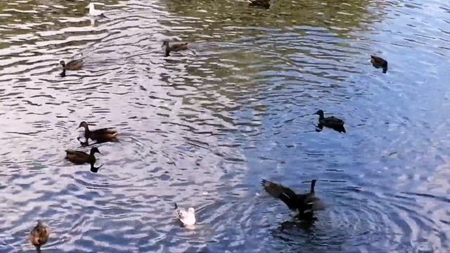 Белый шум. Белый шум для сна. Шум ветра. Природа. Релакс. Утки. Чайки. Озеро. смотреть онлайн