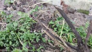 Что делать с окопником