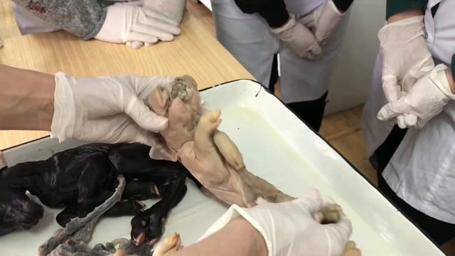 "Врач лечит человека, а ветеринарный врач оберегает человечество". Профессия ветеринарный врач. смотреть онлайн