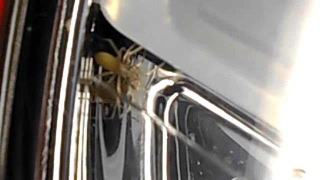 паук в фаре.mp4 смотреть онлайн