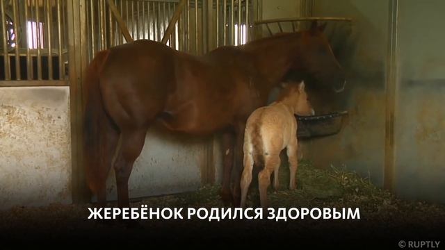ПЕРВАЯ КЛОНИРОВАННАЯ ЛОШАДЬ ПРЖЕВАЛЬСКОГО смотреть онлайн