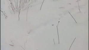 Как Поставить Петлю на Зайца