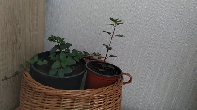 Мята шоколад. Размножение черенкованием.