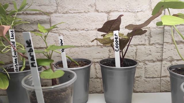 Получила неукор Ипомея Батат. смотреть онлайн