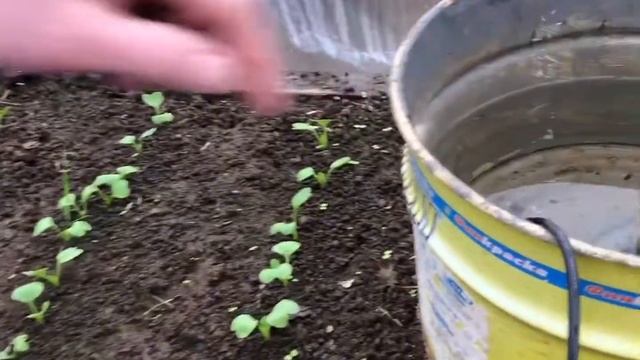 Редис в марте! смотреть онлайн