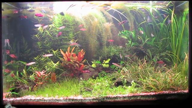 Аквариум с барбусами, изменения в течение месяца. смотреть онлайн