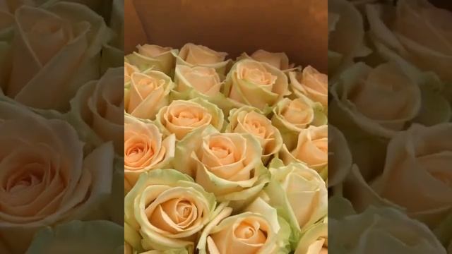 101 РОЗА ПИЧ АВАЛАНЖ - КРЕМОВЫЕ РОЗЫ КУПИТЬ РОЗЫ СРАВНИТЬ ЦЕНЫ смотреть онлайн