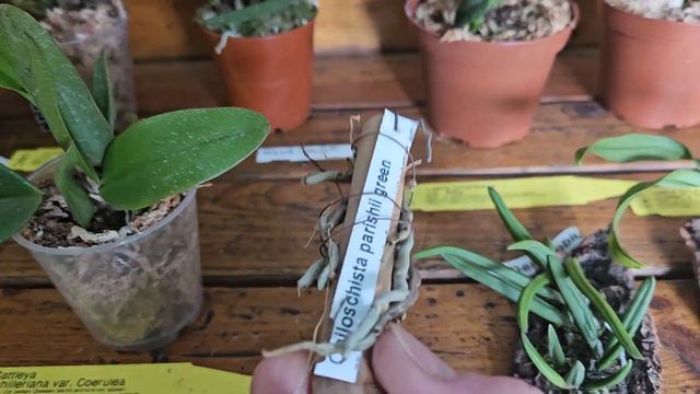 #Новые орхидеи от Татьяны Поляковой(Германия). 13.02.2024. смотреть онлайн