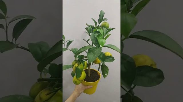 Лимон Мейер смотреть онлайн