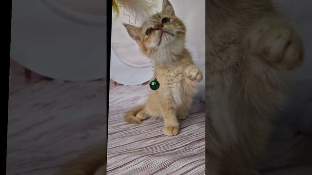 VID_128290519_230636_285.mp4