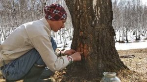 Как добыть Березовый сок/ Как собирать правильно без вреда