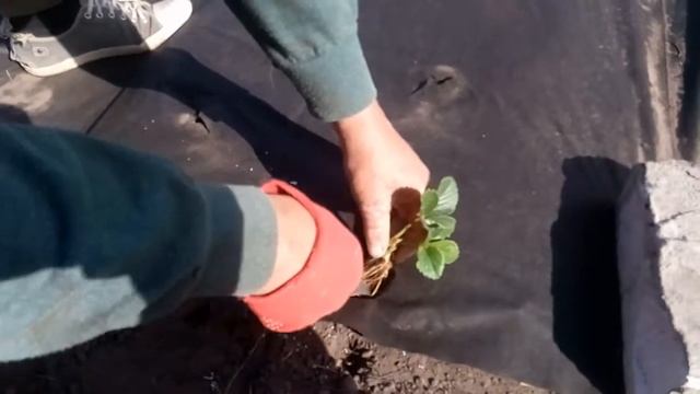 Посадка клубники на агроволокно. Подготовка рассады, как садить зеемлянику на агроволокне. смотреть онлайн