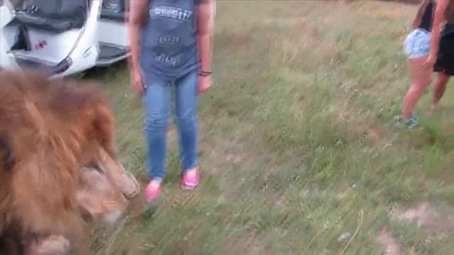 В обнимку со львом Ромой смотреть онлайн