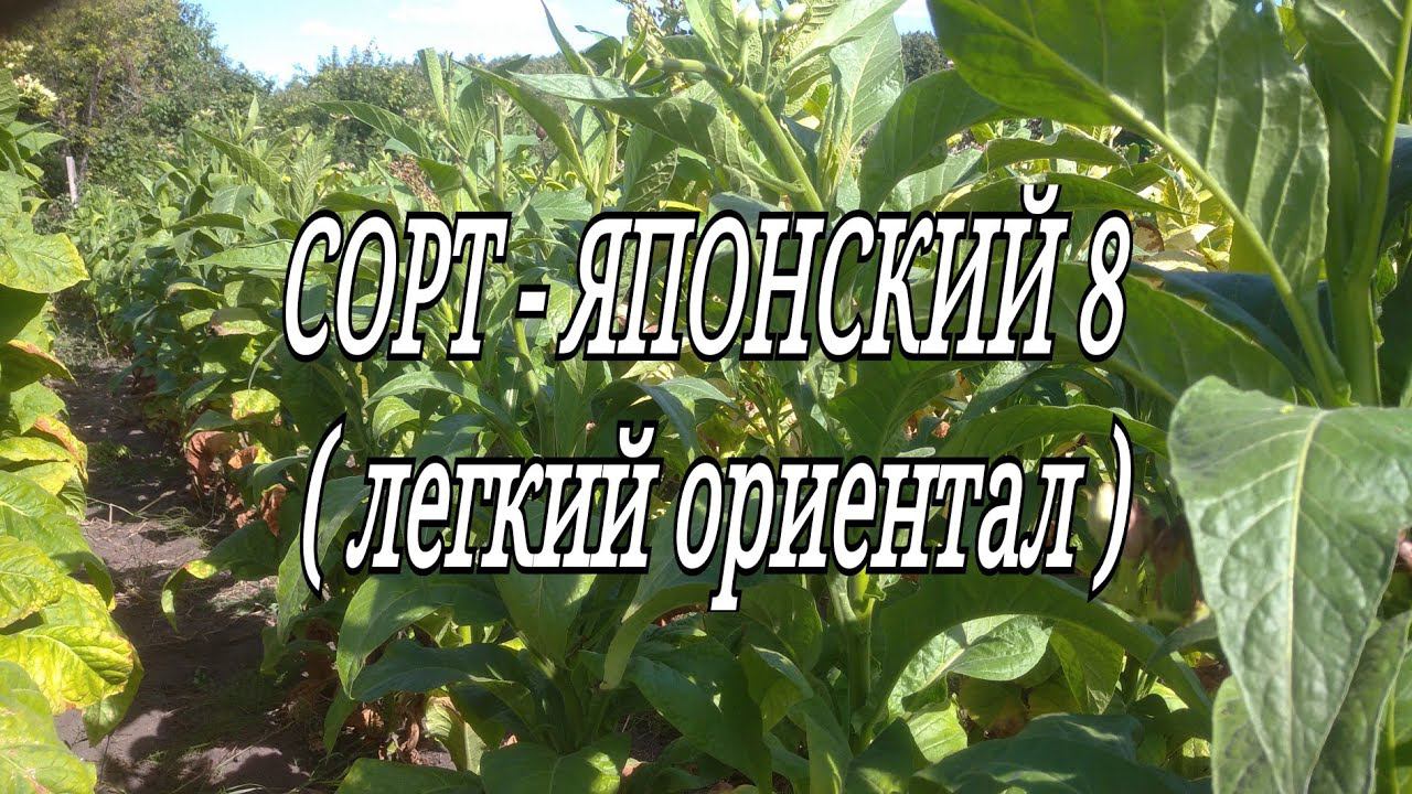 ЯПОНСКИЙ 8 ( легкий ориентал) смотреть онлайн