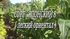 ЯПОНСКИЙ 8 ( легкий ориентал)