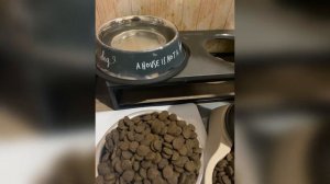 Миски для собак. Предметы для собак🦴 корги пеброк .еда.  Блогер