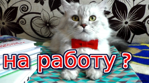 Смешные коты Если бы котики ходили на работу