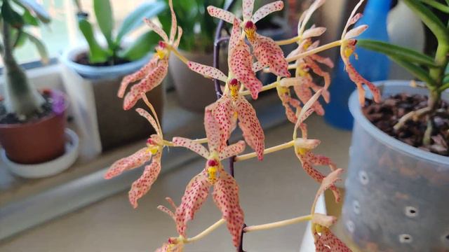 Renanthera Amayani смотреть онлайн