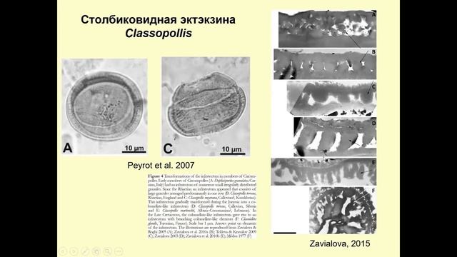 Н.Е.Завьялова и М.В.Теклева (ПИН РАН) "Признаки покрытосеменных у пыльцы из домеловых отложений" смотреть онлайн