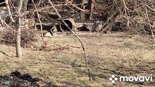 Мой двор, наша собака. Новый вязальный процесс, трендового цвета.