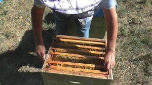 Подкормка пчел сиропом медовой сытой.