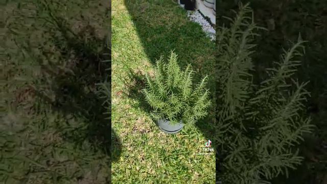 romero! #abono #tierra #Mérida #plantas #medicina #huerto #cultivo #jardinería #hogar #romero смотреть онлайн