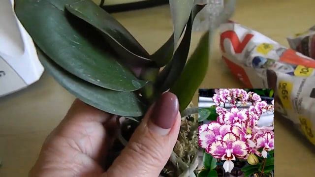 ОБЗОР ПОСЫЛКИ ОРХИДЕИ ЛИСТЬЯ КОРНИ КОМНАТНЫЕ ЦВЕТЫ КОТЫ и ДАЧА смотреть онлайн