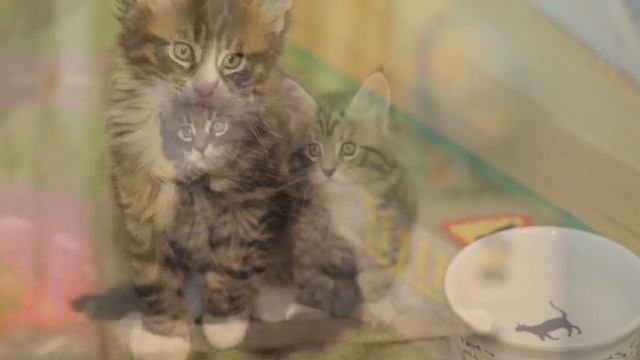Мейн Кун отец и его котята . Maine Coon father and his kittens . смотреть онлайн