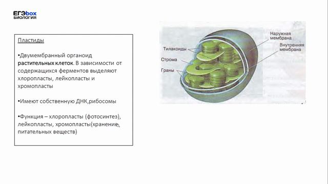 Органоиды Эукаротической клетки смотреть онлайн