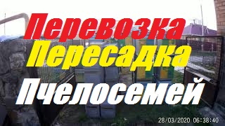 Перевозка,пересадка пчел после зимовки.Как пересадить пчел в улья-ветел,холод. смотреть онлайн