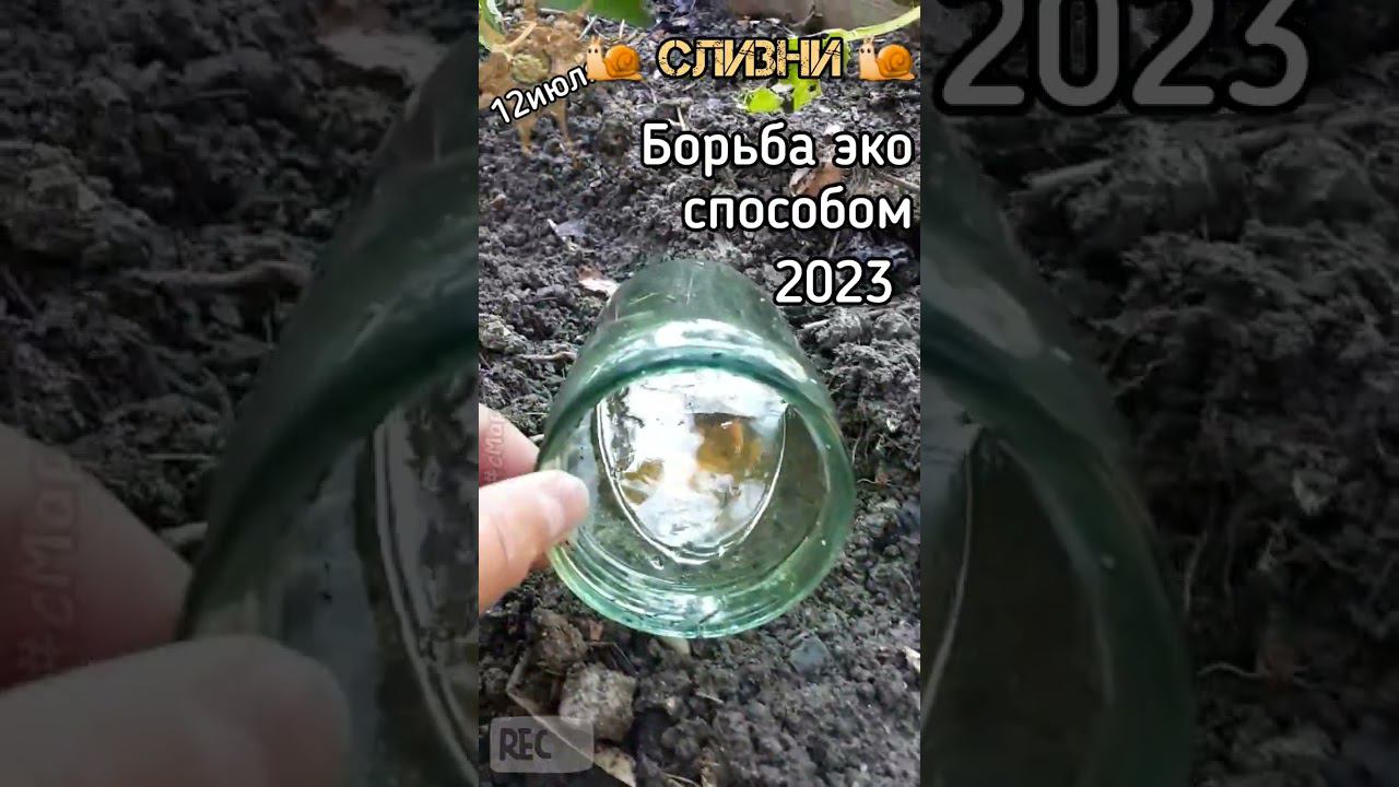 ПЕРЕЦ что будет с урожаем? Слизни все жрут #борьба со слизнями. Часть 1-ая 12 июля смотреть онлайн