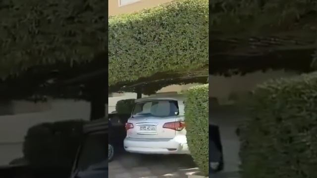 Живой навес?✂️Выглядит необычно?? Ваше мнение ? смотреть онлайн