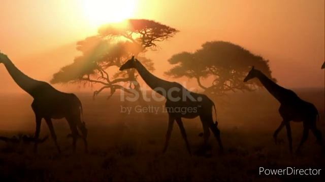 Жираф - Интересные факты о жирафе смотреть онлайн