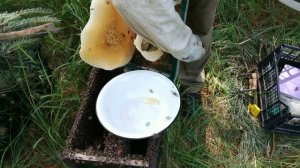 САМЫЙ КРУПНЫЙ РОЙ НЕ ПРОПУСТИЛ ЭТУ ЛОВУШКУ. BEEKEEPING. пчеловодство. роеловство. сколько меда в ро