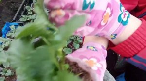 ?Прищипка виолы-результат?Популярное видио канала?