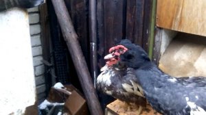 Когда индюки начинают нестись?