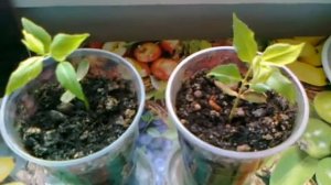 Слива. Выращивание из косточки.