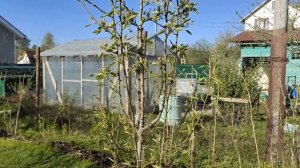 Сорт груши Лада и Чижовская ?