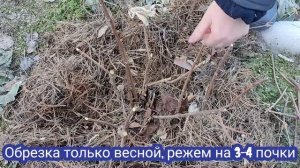 Гортензия ФАНТОМ. Обрезка весной.