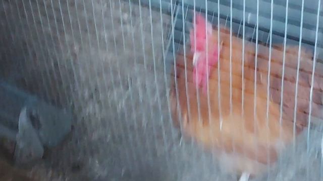 КУРЫ НА ВОЛЕ ЛЫСЫЕ СПИНЫ СБЕЖАЛА НЕСУШКА смотреть онлайн