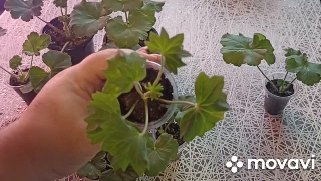 ВНИМАНИЕ!!! ПЕЛАРГОНИИ ПРОДАНЫ!!ВАЦАП ДЛЯ ЗАКАЗА 8-915-245-81-59 ПИСЬМЕННО смотреть онлайн