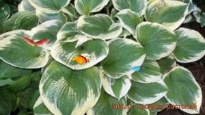 Хоста гибридная Роберт Фрост (hosta robert frost) ? обзор: как сажать, рассада хосты Роберт Фрост