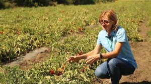 Томат АСВОН F1