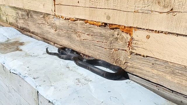 Амурский полоз.Греется на солнце смотреть онлайн