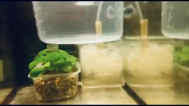 Пецилия дисковая синяя. Balloon platy. смотреть онлайн