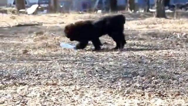 Прогулка Персеи (8 месяцев) смотреть онлайн