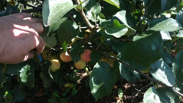 Яблоня "Жебровское" смотреть онлайн