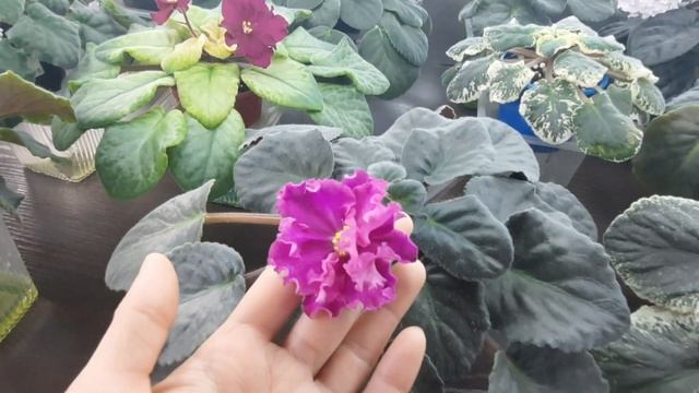 Мои цветущие Фиалки в конце октября. Обзор цветущих фиалок на стеллаже. смотреть онлайн